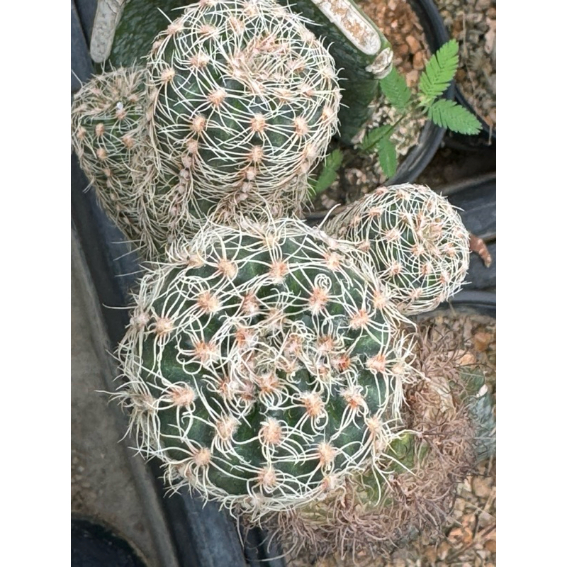 พาร์วูลัม ขนยาวไม้น่าสะสม Gymnocalycium Parvulum กระบองเพชร แคคตัส