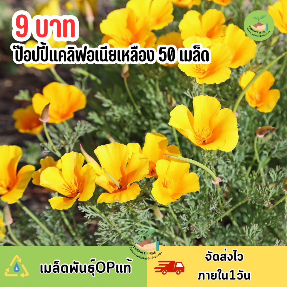 9บาท ป๊อปปี้แคลิฟอเนียเหลือง 50 เมล็ด