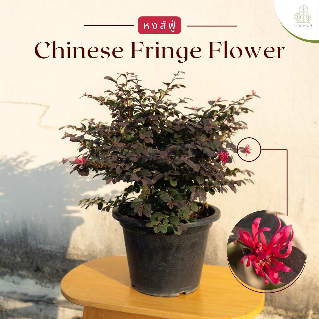Treeno.9 T261 หงส์ฟู่ Loropetalum chinense ต้นใหญ่ กระถาง10 นิ้ว เป็นไม้มงคล คนจีนนิยมปลูกเรียกทรัพย์ ไว้ที่หน้าบ้าน