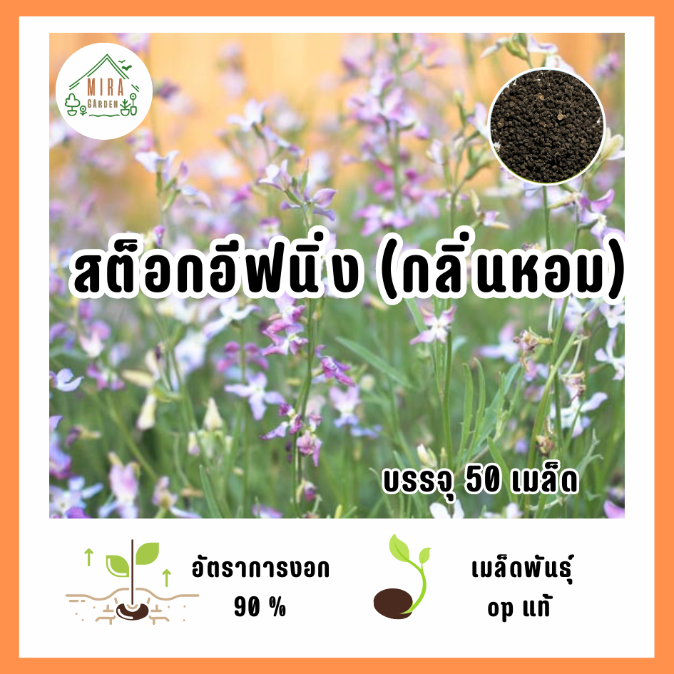 เมล็ดพันธุ์ ดอกสต็อกอีฟนิ่ง (กลิ่นหอม) บรรจุ 50 เมล็ด