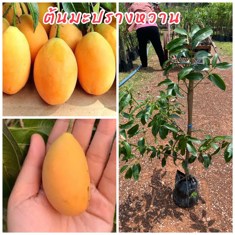 ต้นมะปรางหวานสุวรรณบาตร ทาบกิ่ง ขนาดต้น80-100เมตร ปลูกหนึ่งปีติดผลลักษณะเด่นของพันธุ์นี้คือผลใหญ่ลูกดกรสชาติหวาน