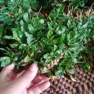 หญ้าไทเปหญ้าจัดสวนไม่ต้องตัดชุด 5 ตรม. (2.5กิโล)