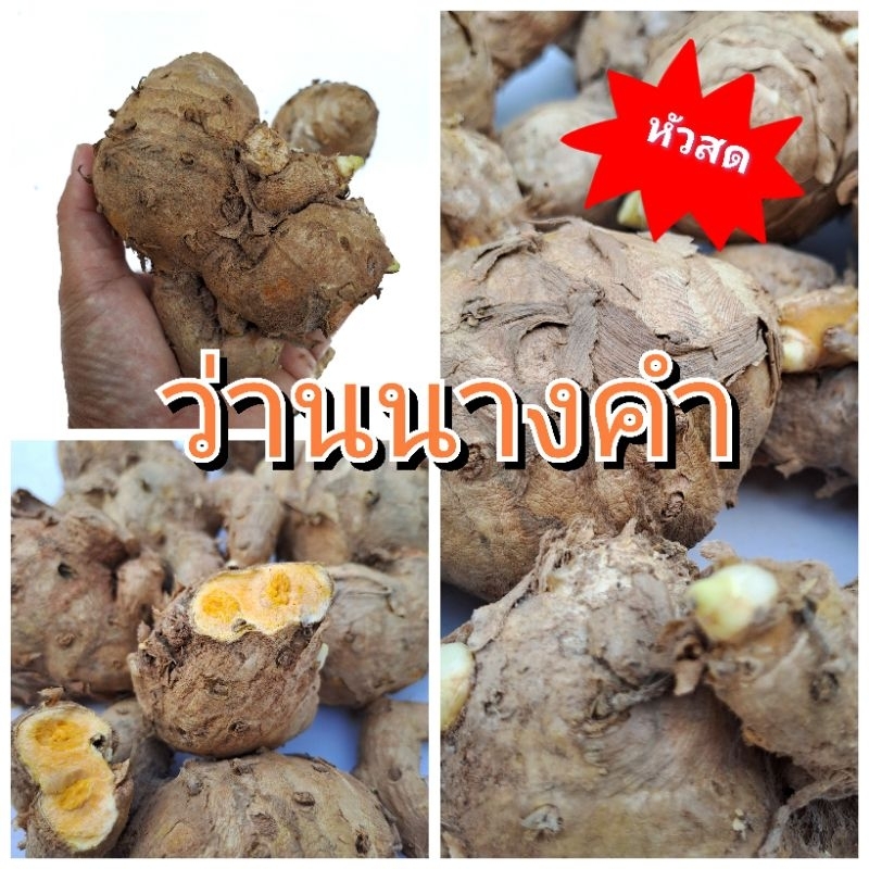 ว่านนางคำ สมุนไพร หัวเหง้าสำหรับเพาะปลูก
