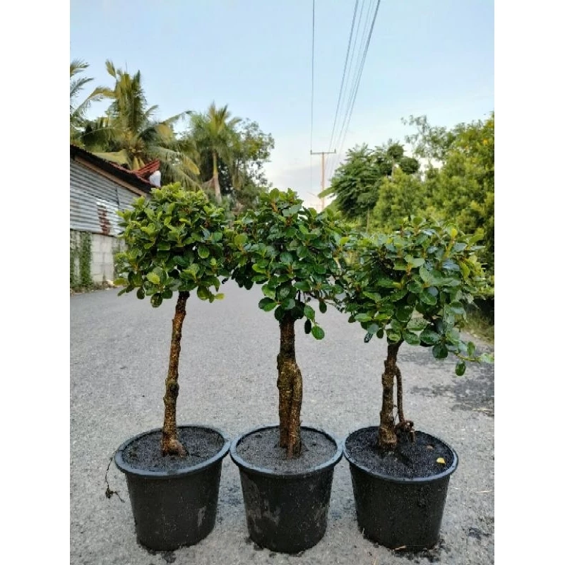 ต้นช้อนเงินช้อนทองทรงน่ารักๆสูง40-60 cm ตอเล็กทรงบอนไทร ตอไทรเกาหลีสวยๆ คุ้มค่าราคาน่ารัก