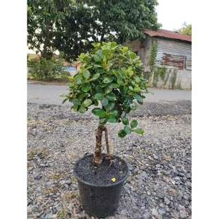ต้นช้อนเงินช้อนทองทรงน่ารักๆสูง40-60 cm ตอเล็กทรงบอนไทร ตอไทรเกาหลีสวยๆ คุ้มค่าราคาน่ารัก