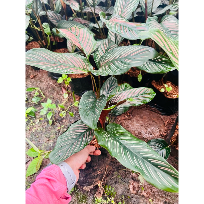 คล้านางพิมพ์(Calathea majestic) ส่งแบบถุง