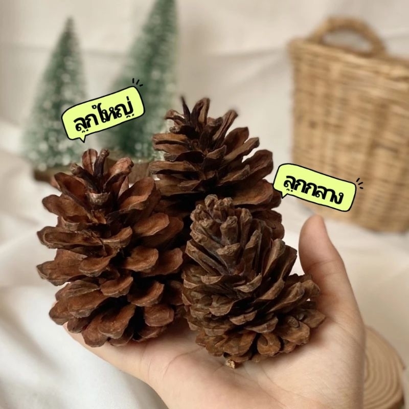Hamu ❤️ (ขั้นต่ำ 30 บาท) ลูกสนลับฟัน ไม้ลับฟันสัตว์เลี้ยง สำหรับสัตว์ฟันแทะ Pinecones คัดลูกสวย แต่งกรง แทะแก้เบื่อ