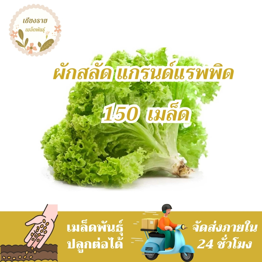 เมล็ดพันธุ์ ผักสลัด แกรนด์เรฟพิด 150 เมล็ด Grand Rapids Lettuce Seed เมล็ดพันธุ์แท้100% นำเข้าจากต่างประเทศ