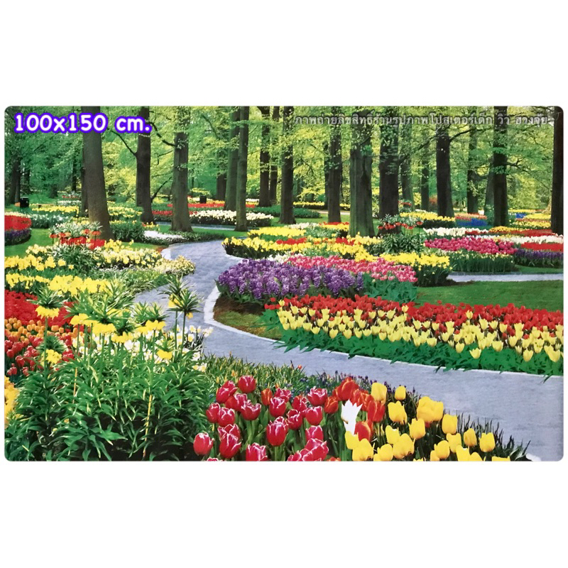 ภาพโปสเตอร์(ไม่ใช่สติ๊กเกอร์) ภาพดอกทิวลิป ขนาด 1*1.5 เมตร(100x150cm.)
