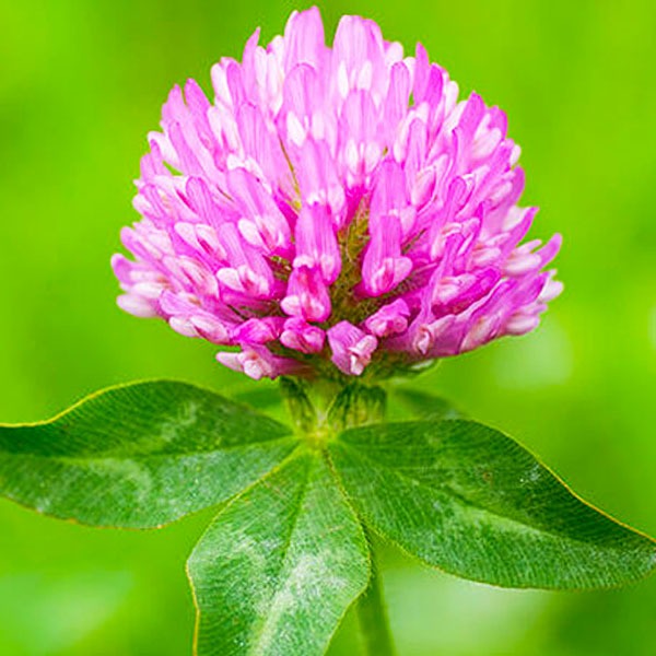 เมล็ดโคลเวอร์สีแเดง 10แถม1!! ถูกที่สุด10บ. เมล็ดพันธุ์โคลเวอร์สีแดง100-600 เมล็ด ปลูกง่าย บำรุงดิน ดอกสวย