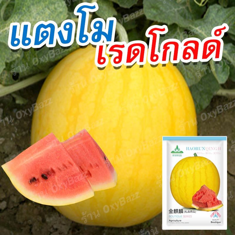 เมล็ดพันธุ์แตงโมเรดโกลด์ 20 เมล็ด เมล็ดแตงโมผลกลม ผิวเหลือง เนื้อแดง เมล็ดแตงโมเรดโกลด์ แตงโมสีทอง