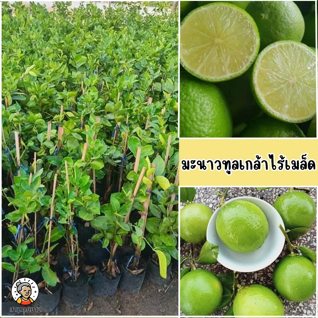 ต้นมะนาวทูลเกล้าไร้เมล็ด ขนาด 65-100 ซม.ลูกดก ผลใหญ่ น้ำเยอะ มีกลิ่นหอม ออกลูกทนทั้งปี ทนแรงได้ดี