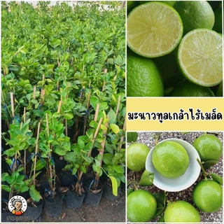 ต้นมะนาวทูลเกล้าไร้เมล็ด ขนาด 65-100 ซม.ลูกดก ผลใหญ่ น้ำเยอะ มีกลิ่นหอม ออกลูกทนทั้งปี ทนแรงได้ดี
