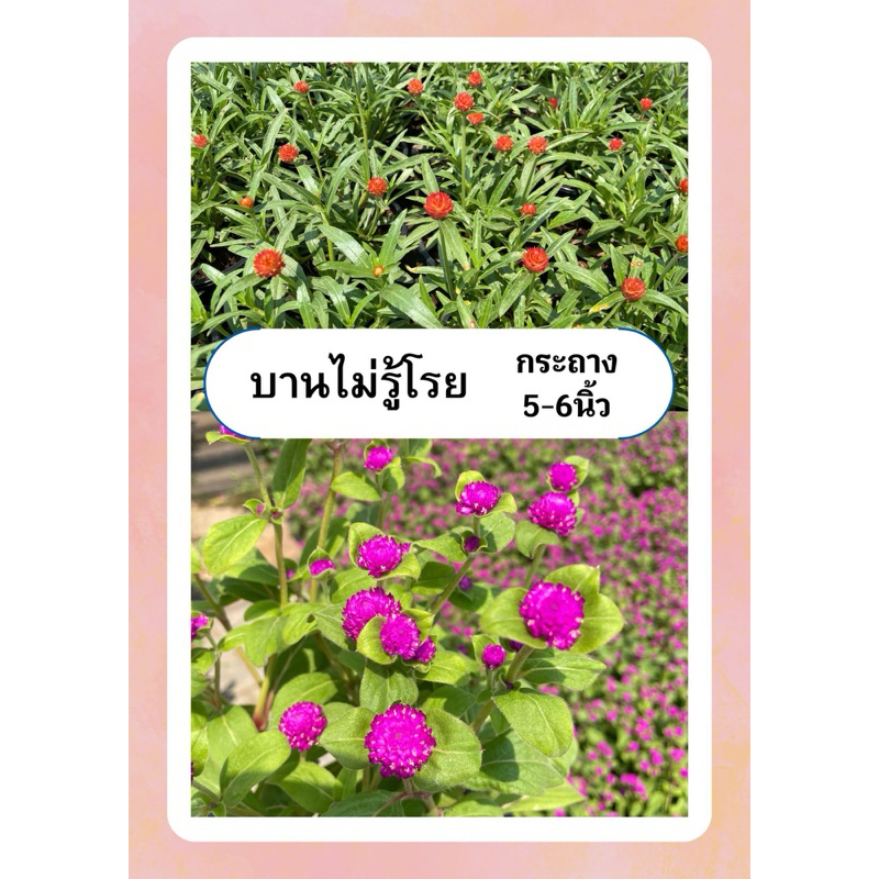 บานไม่รู้โรย สีม่วง สีส้ม ไม้มงคล ออกดอกง่าย ทนแดด กระถาง6นิ้ว