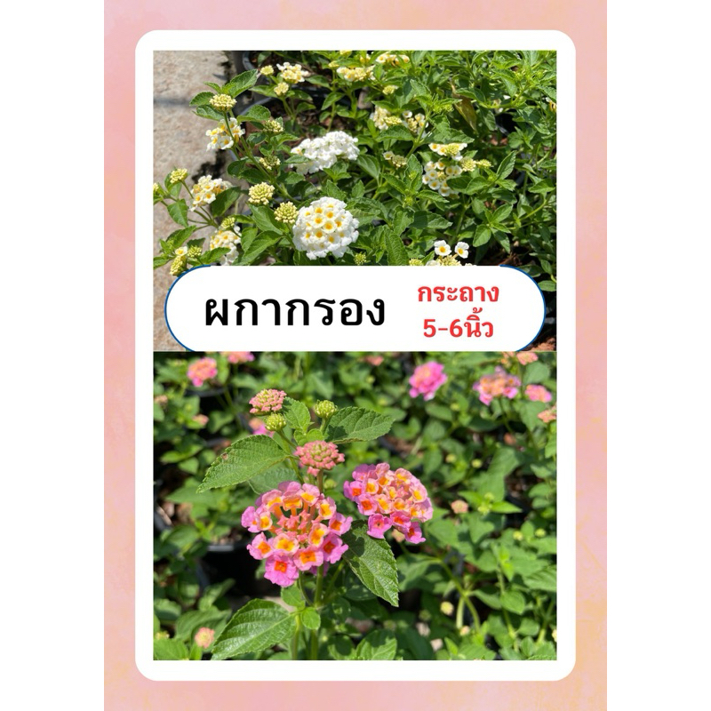 ผกากรอง มีหลายสึ มีกลิ่น ทนแดด ออกดอกทั้งปี กระถาง6นิ้ว