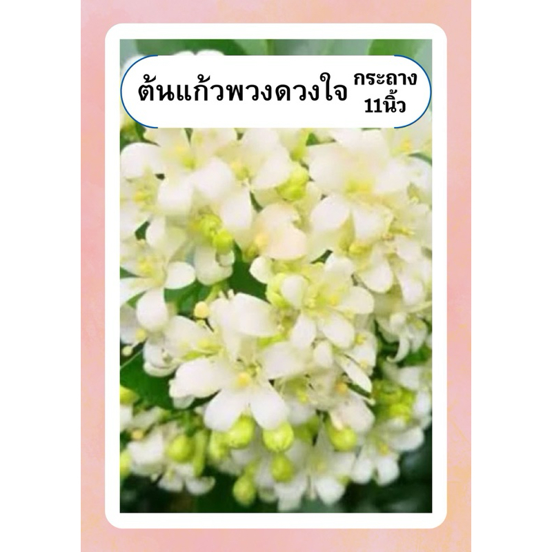 ต้นแก้วพวงดวงใจ ต้นแก้ว ดอกหอมมาก ออกดอกทั้งปี ทนแดด กระถาง11นิ้ว