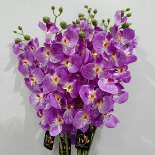 ดอกกล้วยไม้ สีม่วง ฟาแลนด์13ดอก ดอกบาน9 รวมดอกตูม4ดอก กล้วยไ…