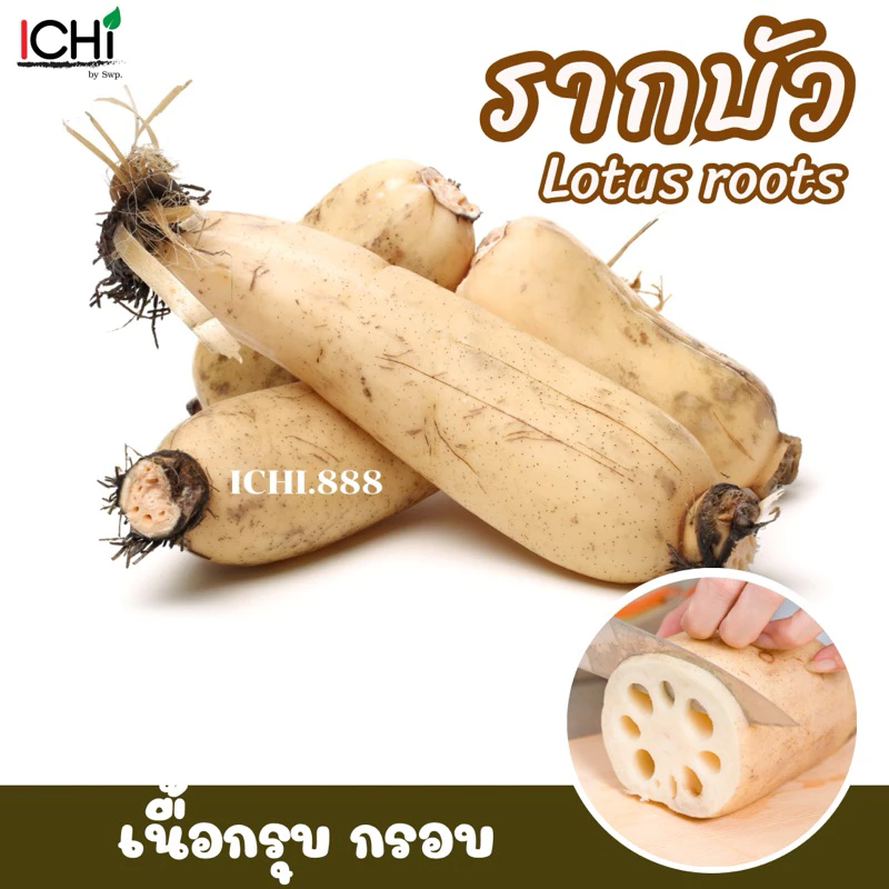 🥔 “รากบัวสด” สมุนไพรจีนมากคุณประโยชน์ (1kg.)