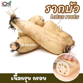 🥔 “รากบัวสด” สมุนไพรจีนมากคุณประโยชน์ (1kg.)