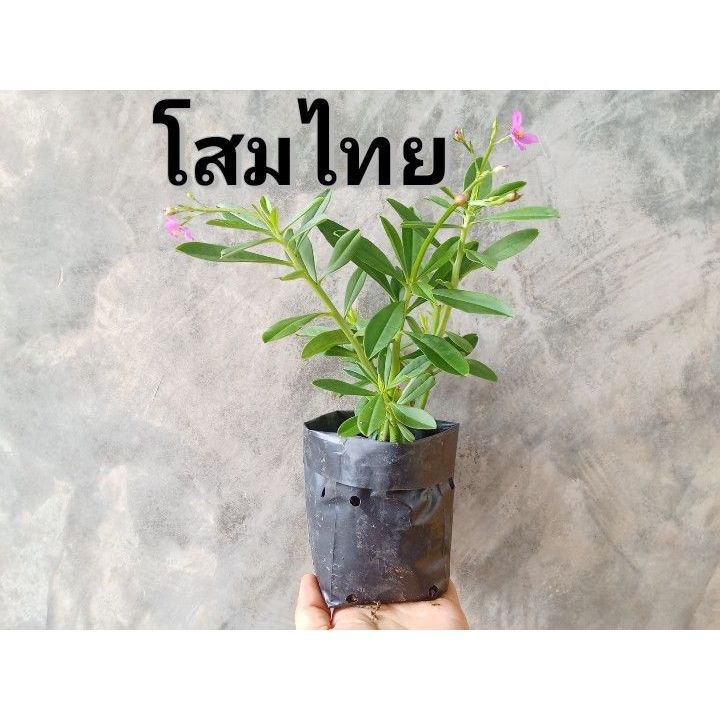 ต้นโสม 2 - 3 ต้น สมุนไพรพร้อมปลูกในถุงดำ โสมคน ว่านผักปัง โสมไทย