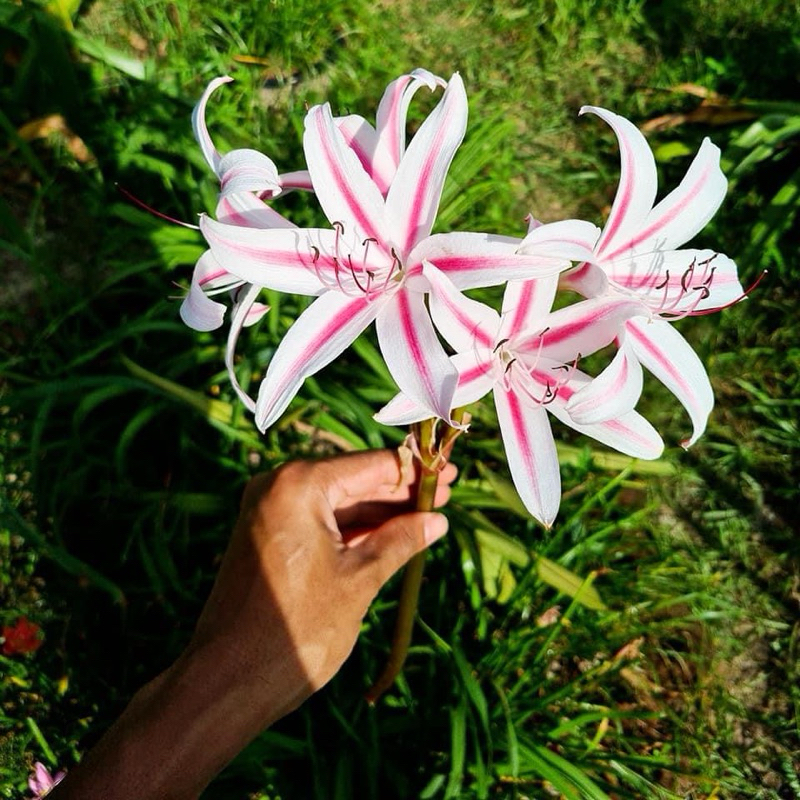 พลับพลึงมาแชล crinum marchell พลับพลึงลูกผสมจากต่างประเทศ
