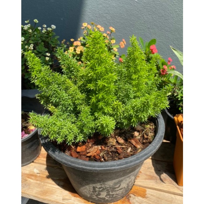 ต้นปริกหางกระรอก  (Foxtail Asparagus Fern) ไม้มงคลฟอกอากาศ  ต้นสวยๆ