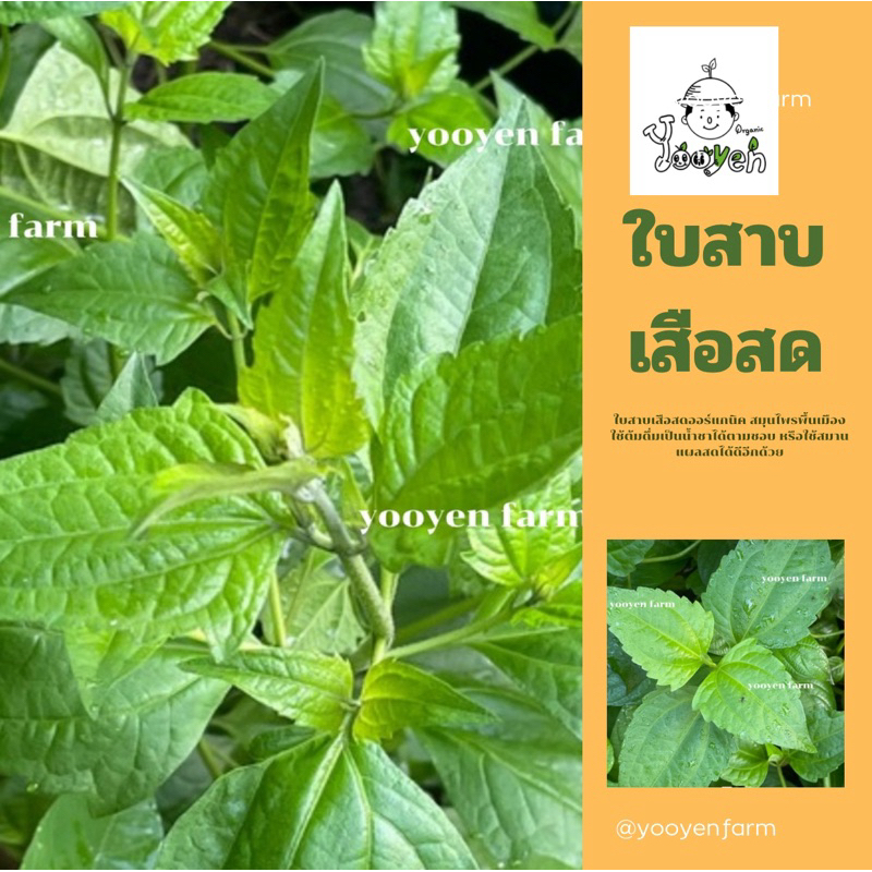 ใบสาบเสือเก็บสดขนาดบรรจุ100กรัม58บาท