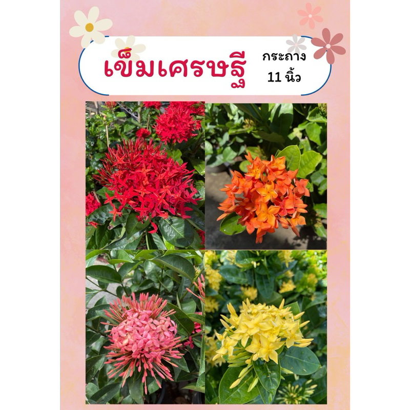 ต้นเข็มเศรษฐี สีแดง สีเหลือง สีส้ม สีชมพู พุ่มใหญ่ กอสวย ดอกใหญ่ เลี้ยงง่าย ทนแดด ออกดอกทั้งปี กระถาง11นิ้ว