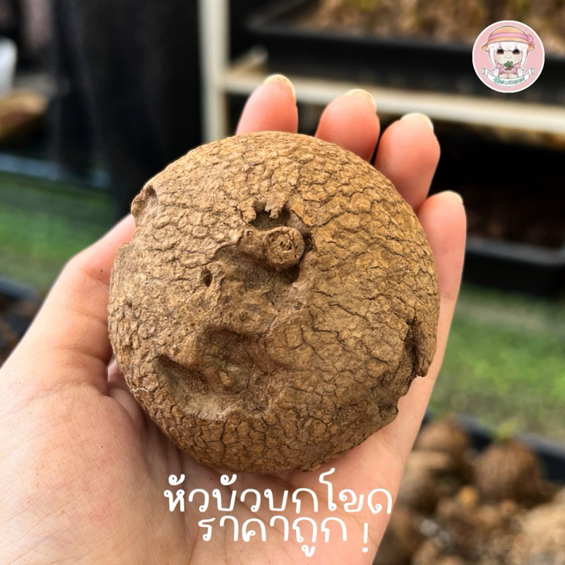 บัวโขด 《ราคาถูก》 สั่งขั้นต่ำ 10 หัว // หัวมีตำหนิธรรมชาติ ไม่ค่อยกลม เหมาะกับมือใหม่รับไปลองปลูกค่ะ