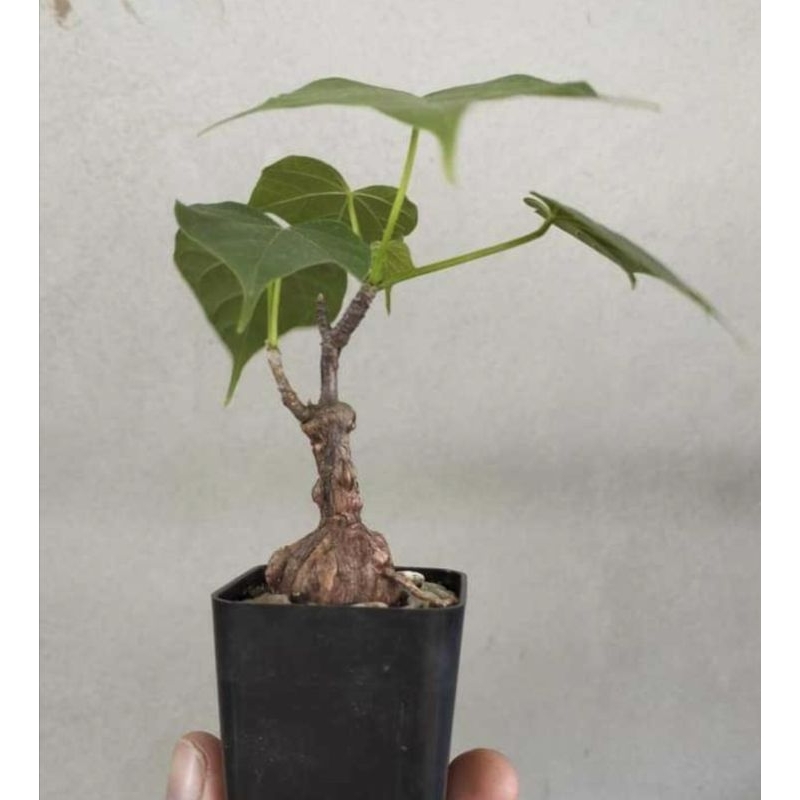เสน่ห์นางพิมพ์ไซส์เล็กน่ารัก Sterculia colorata