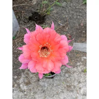 [เด็ดสดไม่มีราก]อิชินอปซิส / โลบิเวีย หน่อแคคตัส กระบองเพชร Lobivia / Echinopsis