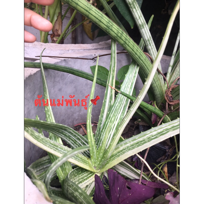 🌵🐊ต้นพันธุ์ว่านหางจระเข้ด่าง (Aloe vera var. variegata)