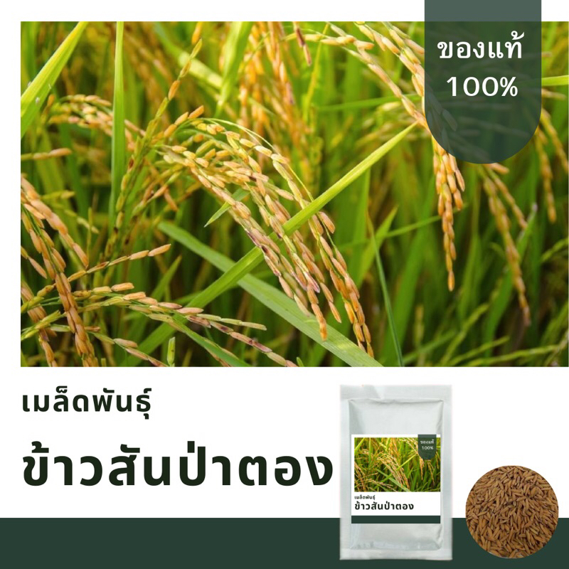 เมล็ดพันธุ์ข้าวสันป่าตอง1 บรรจุ 2,000 เมล็ด เมล็ดพันธุ์คัดเกรดพิเศษ อัตราการงอกสูงมาก มาตราฐาน