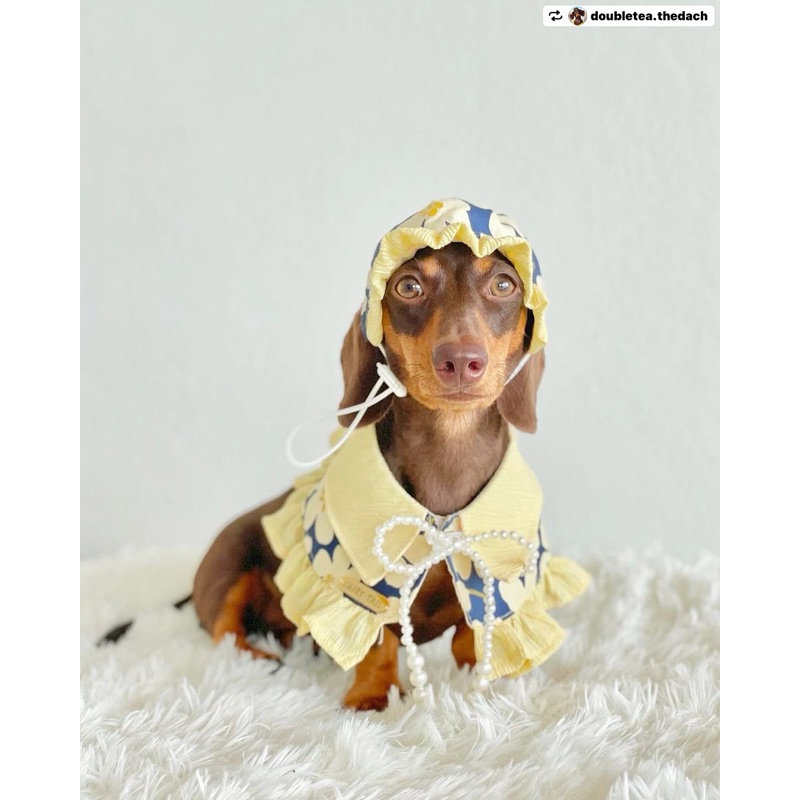 #พร้อมส่ง 💛💛 Fairy Tail | (PET) รุ่น Hana ผ้าคลุมหมาแมว เสื้อเชิ้ต