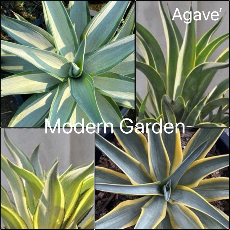 AGAVE TREE' อากาเว่ปากนกแก้วด่าง หลายสี แหล่งผลิตเอง อ่านรายละเอียดก่อนสั่ง