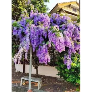 ต้นพวงครามออสเตรเลีย​ สีม่วง ต้นเล็กเพาะจากเมล็ด🪴