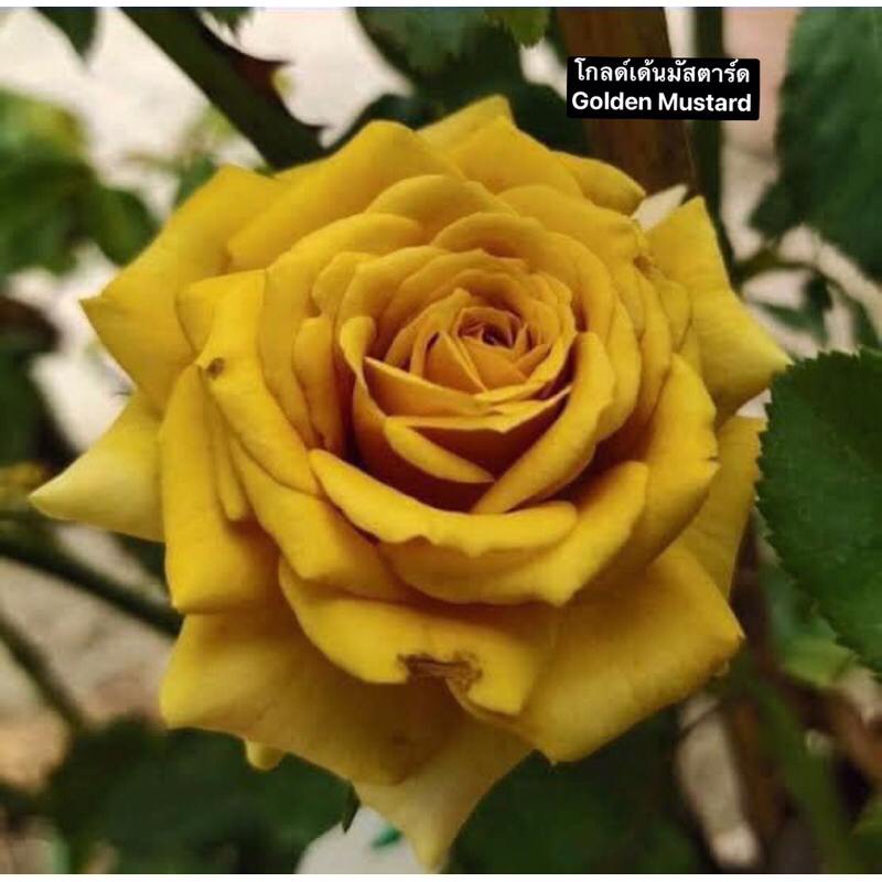 กุหลาบ-โกลด์เด้นมัสตาร์ด ”Golden Mustard“  ดอกสีเหลืองมัสตาร์ด