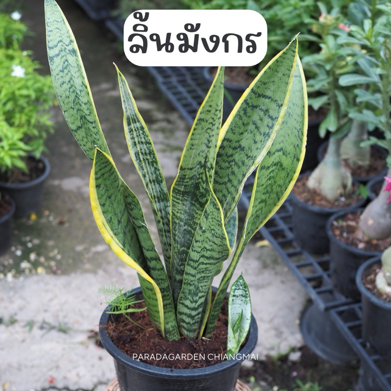 ลิ้นมังกร (Snake plant) กระถางขนาด 8 นิ้ว