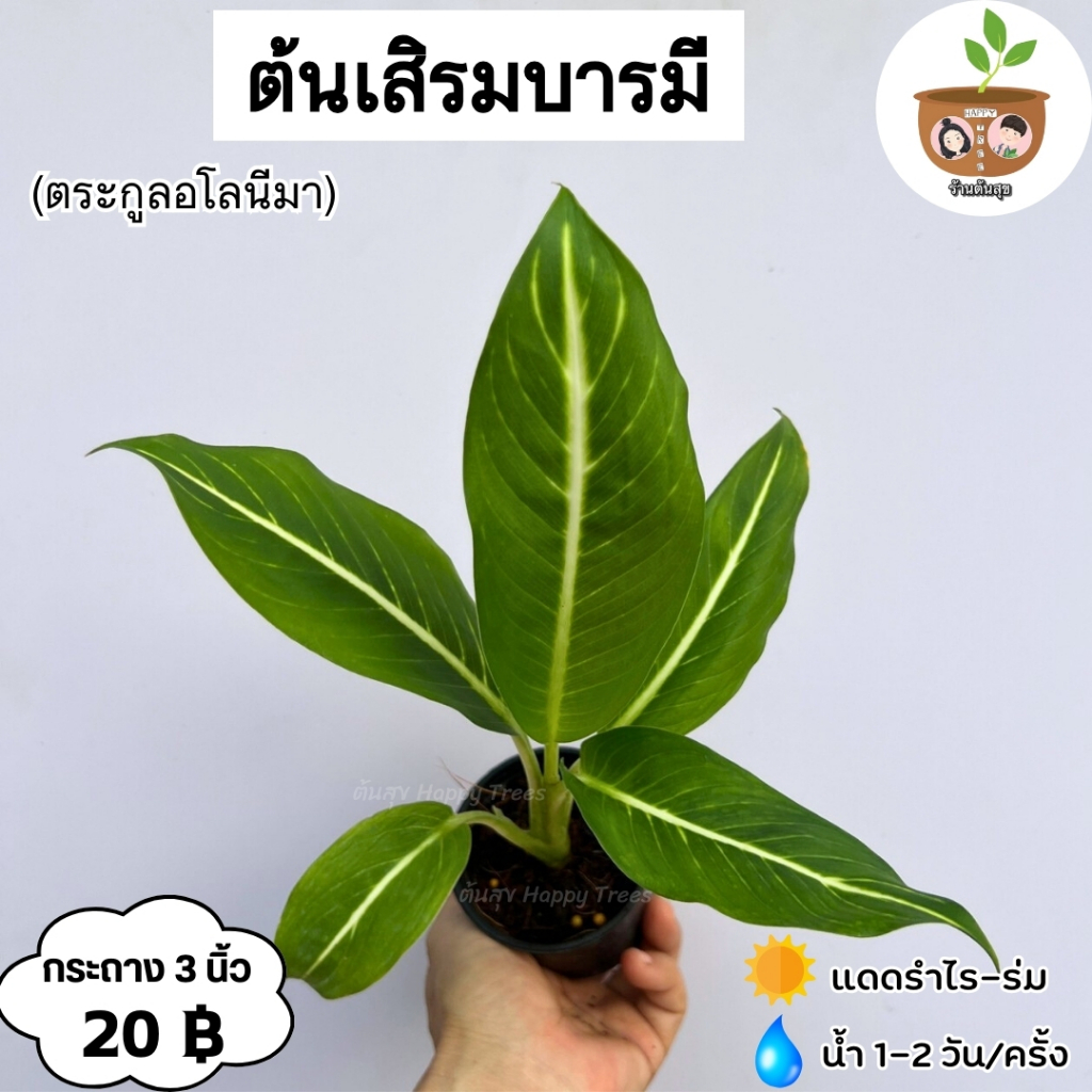 ต้นเสริมบารมี จัดส่ง 2 ต้นขึ้นไป คละแบบได้