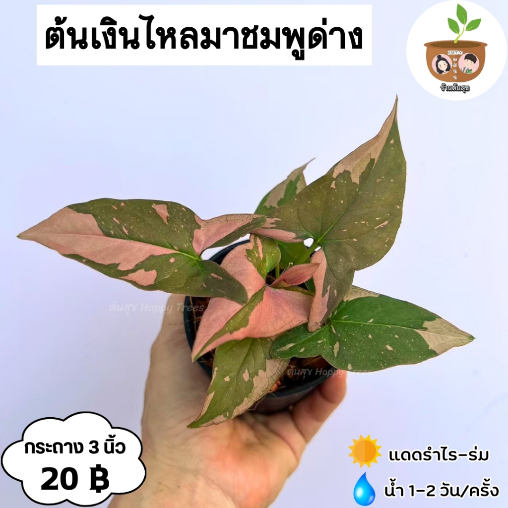 ต้นเงินไหลมาชมพูด่าง จัดส่ง 2 ต้นขึ้นไป คละแบบได้