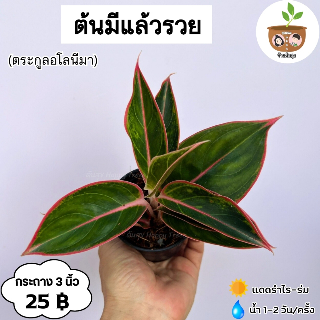 ต้นมีแล้วรวย จัดส่ง 2 ต้นขึ้นไป คละแบบได้