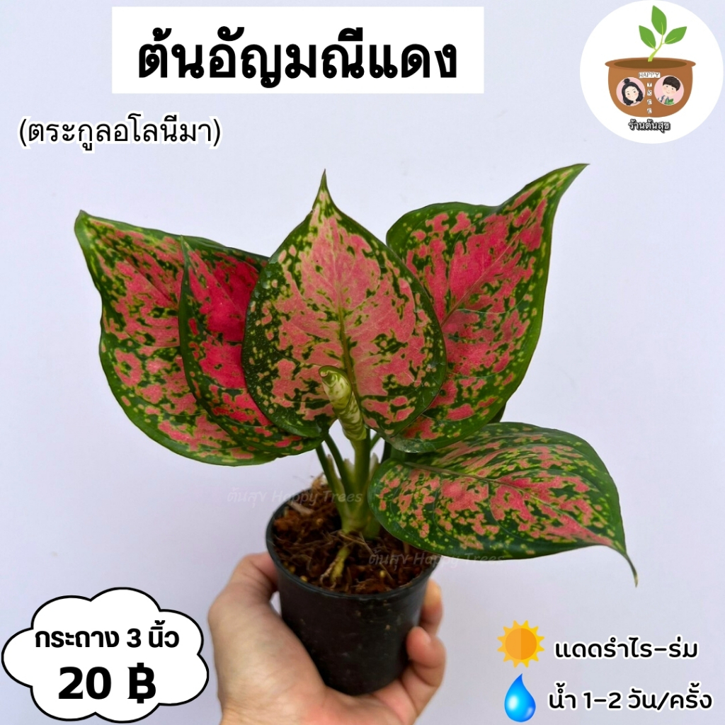 ต้นอัญมณีแดง จัดส่ง 2 ต้นขึ้นไป คละแบบได้