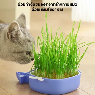 yoyopet : ชุดปลูกหญ้าแมว หญ้าแมว เมล็ดข้าวสาลี ถาดเพาะต้นอ่อน ชุดปลูกต้นสาลี ข้าวบาร์เล่ย์