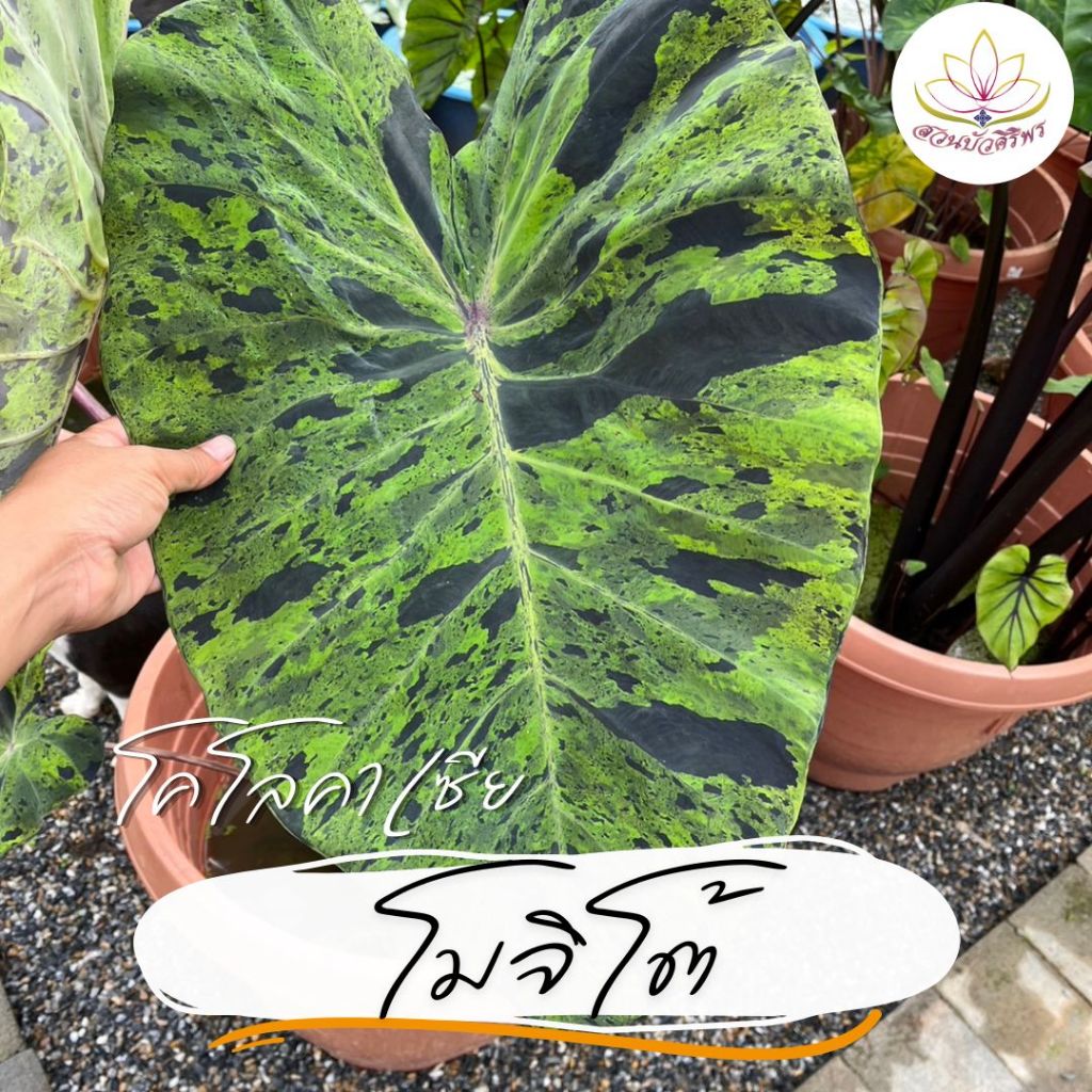 โคโลคาเซีย โมจิโต้ เป็นต้นเพาะชำแล้วรากแน่น Colocasia 'Mojito'