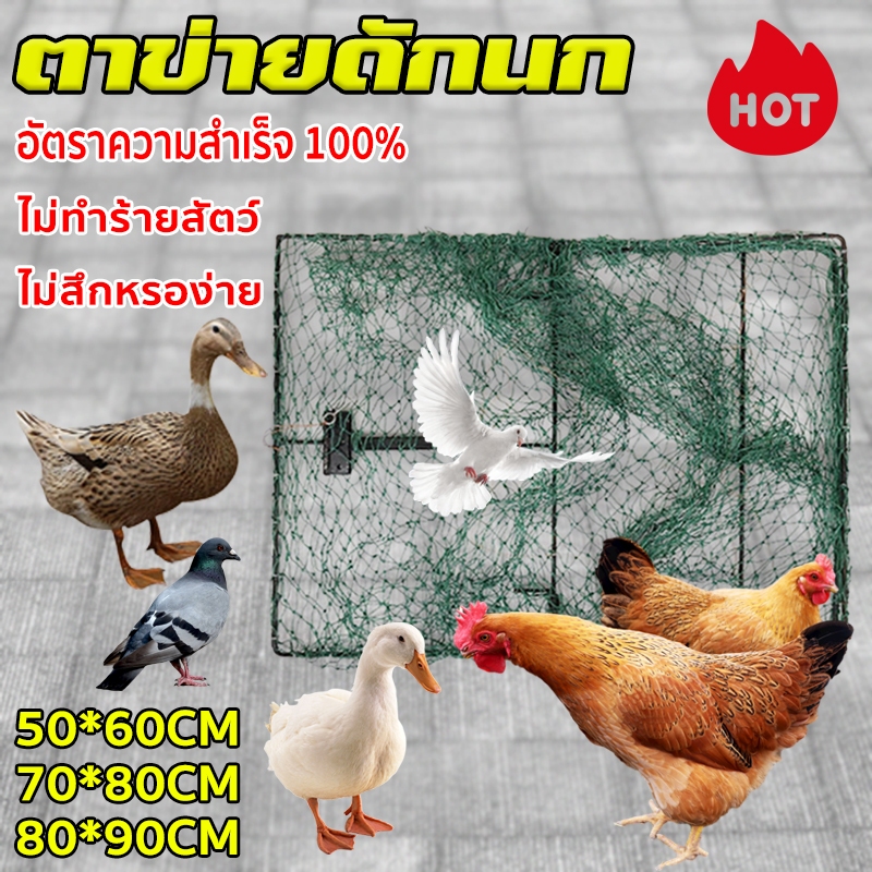 กับดักไก่แบบตาข่าย ตาข่ายดักนก ดักนกทุกชนิด มีสปริง ไม่ทำร้ายสัตว์ อัตราความสําเร็จ 100% ที่ดักไก่ป่า