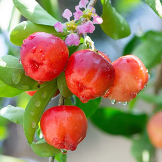 ผงอะเซโรล่าเชอร์รี่ ขนาด 100 กรัม ( Acerola Cherry Powder )