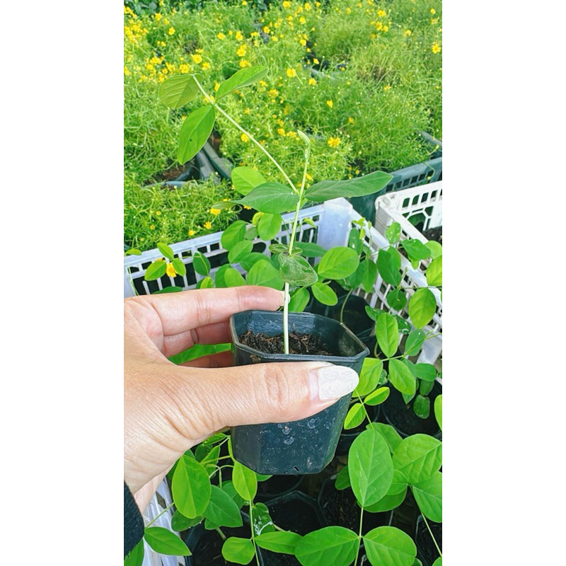 ต้นกล้าอัญชัน ต้นอัญชัน อันชัน อัญชันลาย อัญชัญสีพาสเทล ดอกไม้กินได้