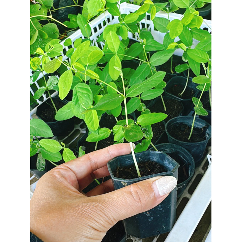 ต้นกล้าอัญชัน ต้นอัญชัน อันชัน อัญชันลาย อัญชัญสีพาสเทล ดอกไม้กินได้