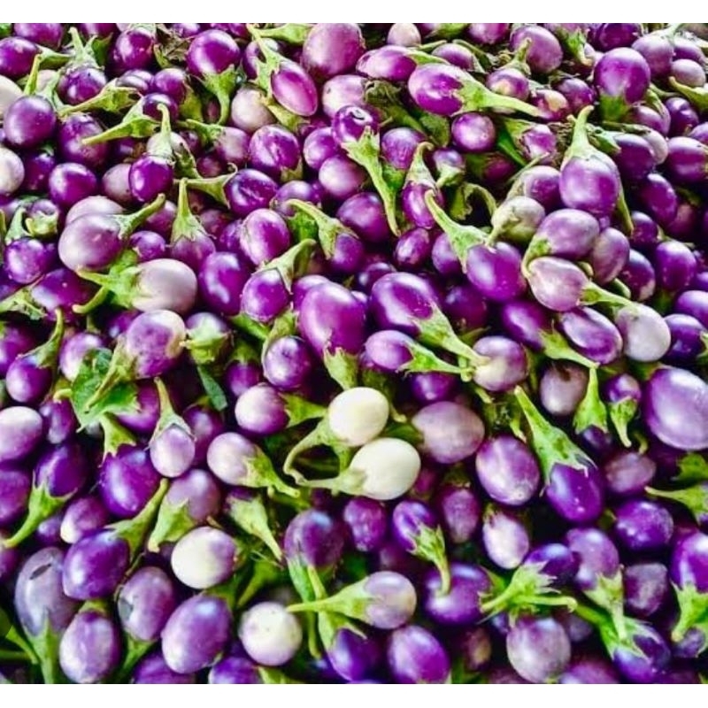 เมล็ดพันธุ์มะเขือไข่เต่าม่วง บรรจุ200เมล็ด