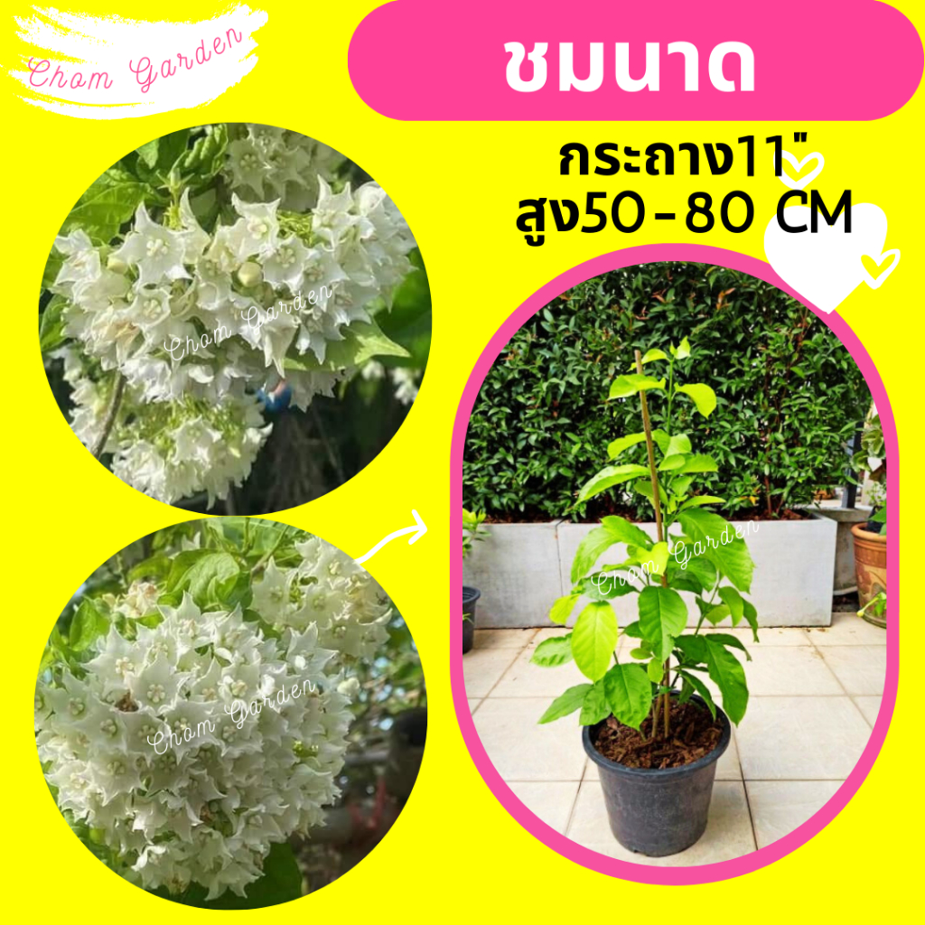 ต้นชมนาด กระถาง 11 นิ้ว